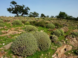 Maghrebinische Säulenwolfsmilch, Euphorbia resinifera, auf steiniger Steppe in ihrem...