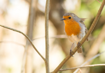 Erithacus Rubecula "Pisco Ruivo" a orange breast beautiful little bird.