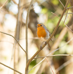 Erithacus Rubecula - Pisco Ruivo a orange breast beautiful little bird.