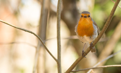 Erithacus Rubecula - Pisco Ruivo a orange breast beautiful little bird.