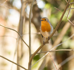 Erithacus Rubecula 