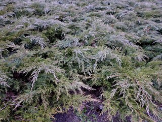  Bushes in winter, dew, water on the branches
