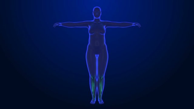 x-ray style - medical 3d animation of a female