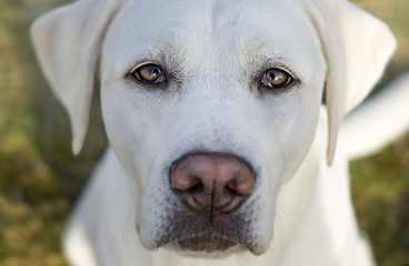 portrait eines weißen schönen labrador retriever hundes im garten