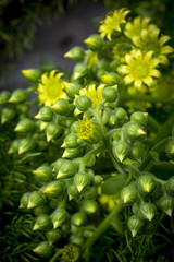 aeonium glandulosum