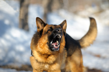 angry dangerous shepherd dog protection barking attacks police