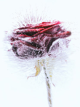 Eisrose