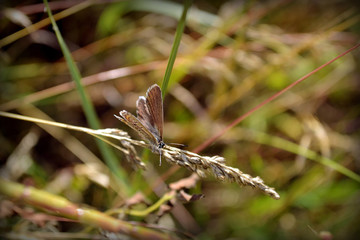 Obraz premium Butterfly on the sprout