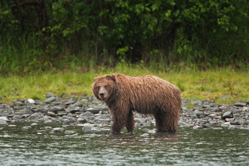 grizzly bear, ursus arctos, silvertip bear, Alaska
