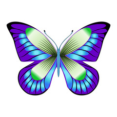 Bright beautiful green butterfly. Vector illustration isolated.