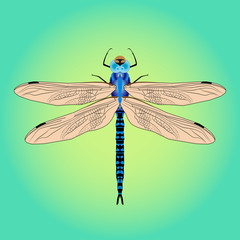 Bright beautiful blue dragonfly. Vector illustration isolated.