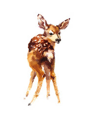 Obraz premium Watercolor Baby Deer Hand Painted Fawn Illustration isolated on white background