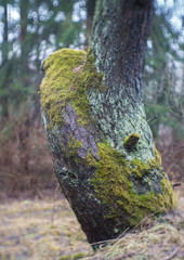 closeup of curved old trunk covered by moss