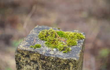 small world of moss at the top of the pole