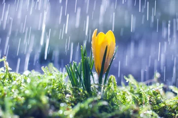 Fotobehang Krokussen Gele krokus op achtergrond lenteregen
