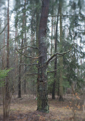 old tree with no leafs stands in the middle of the forest