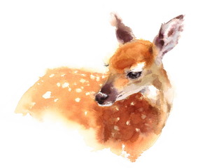 Watercolor Baby Deer Hand Painted Fawn Illustration isolated on white background - 141174977