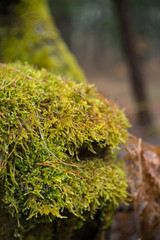 close-up of stump covered by wet moss in the forest