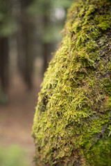 closeup of trunk covered by moss at early spring morning in forest
