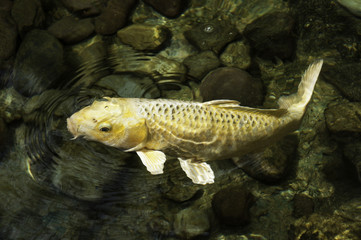 Yellow koi fish swimming in clear greenish rock filled water