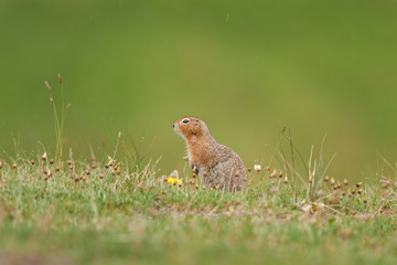 arctic ground squirrel, spermophilus parryii, urocitellus parryii, Alaska