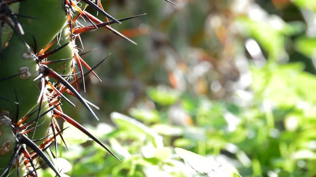 Spines of cactus plant