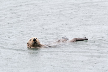 Fototapeta premium sea otter, enhydra lutris, Alaska