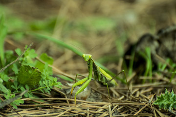 Mantide religiosa