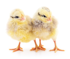 Two cute chicks isolated on white