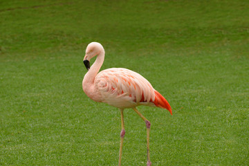 Fototapeta premium Flamingo