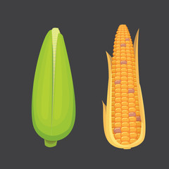 Organic Corn Isolated on White Background. Agriculture farm vegetable for popcorn vector. Corncob with leafs vegeterian food illustration