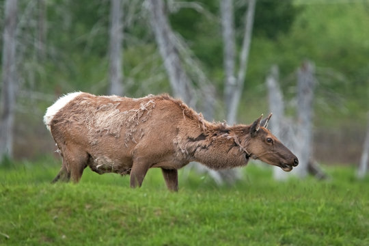 lk, wapiti, cervus canadensis, Alaska