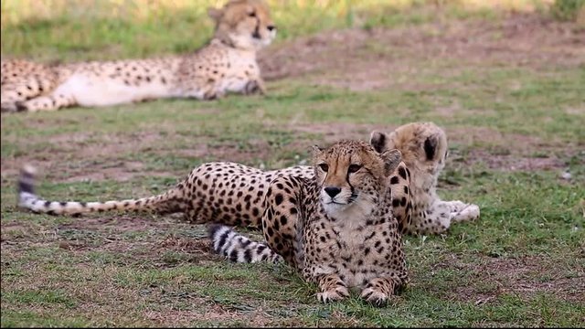 Cheetah wild cats on the lookout on the African plains