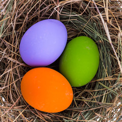 color eggs