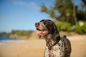 German Shorthair Pointer dog on Hawaii beach