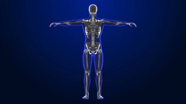 x-ray style - medical 3d animation of a male