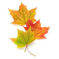 colorful autumn maple leaf isolated on white background