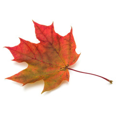 colorful autumn maple leaf isolated on white