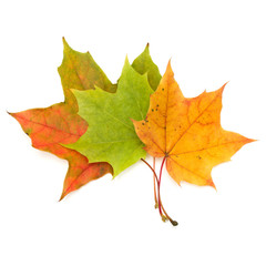 colorful autumn maple leaf isolated on white background