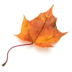colorful autumn maple leaf isolated on white