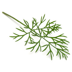 Close up shot of branch of fresh green dill herb leaves isolated on white background