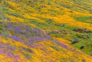 California poppies and wildflowers color the mountains during superbloom in southern California.