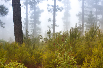 Pinus canariensis. Misty foggy forest in Tenerife, Spain, winter weather