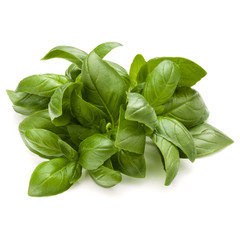 Sweet basil herb leaves bunch isolated on white background