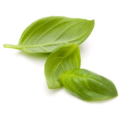 Sweet basil herb leaves isolated on white background closeup