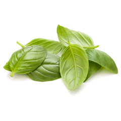 Sweet basil herb leaves handful isolated on white background closeup