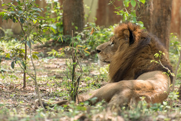lion