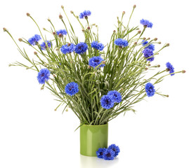 Blue Cornflower Herb or bachelor button flower bouquet isolated on white background cutout