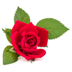 Naklejka premium czerwona róża kwiat głowy na białym tle na białe tło wyłącznik