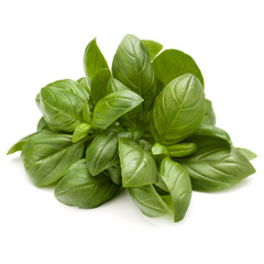 Sweet basil herb leaves bunch isolated on white background